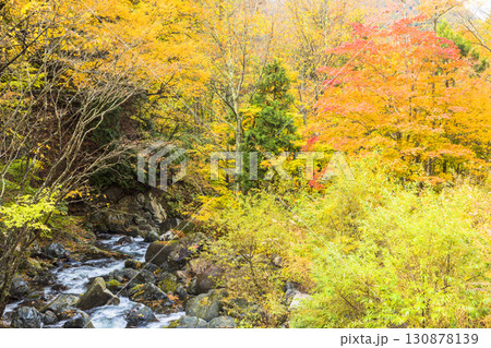 秋色に染まる照葉峡 秋色に染まる照葉峡 130878139