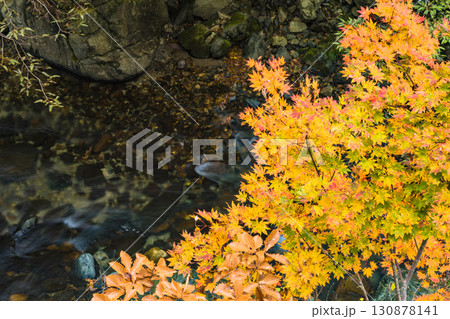 秋色に染まる照葉峡 秋色に染まる照葉峡 130878141