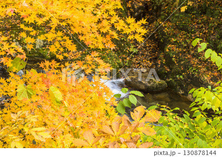 秋色に染まる照葉峡 秋色に染まる照葉峡 130878144