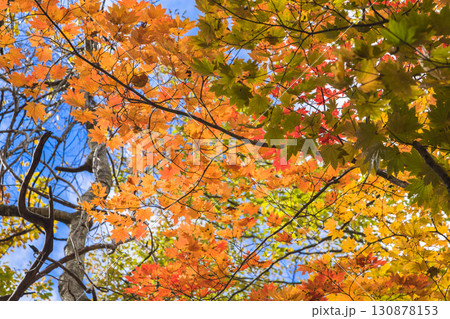 もみじ輝く照葉峡 もみじ輝く照葉峡 130878153