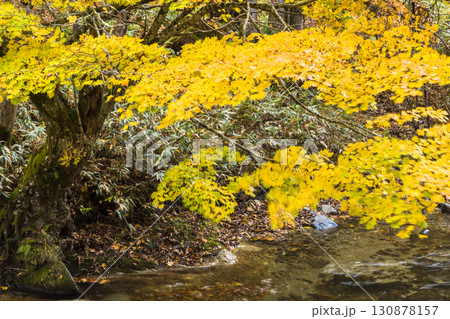風に揺れるもみじ　照葉峡 130878157