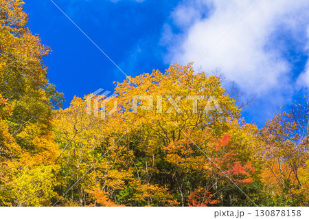 青空に映える紅葉の照葉峡 青空に映える紅葉の照葉峡 130878158