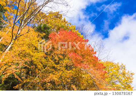 もみじ輝く照葉峡 もみじ輝く照葉峡 130878167