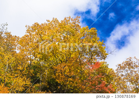 錦秋に彩られる照葉峡 130878169