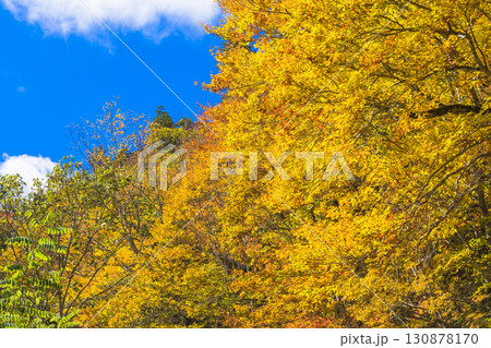 錦秋に彩られる照葉峡 130878170