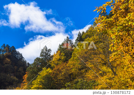 錦秋に彩られる照葉峡 130878172