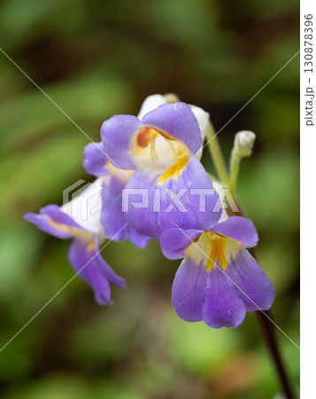 青紫のプリムリナの花 青紫のプリムリナの花 130878396