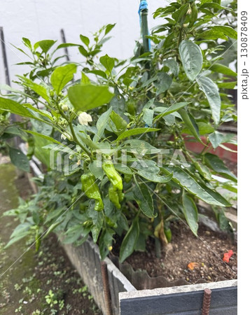 家庭菜園のししとうがらし 130878409