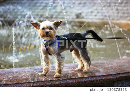 Charming Yorkshire terrier cooling off at a fountain on a sunny hot summer day. A cute yorkie doggy is sweltering in the heat. Dog care in the heat, protection against dehydration. Travel dog. 130878538