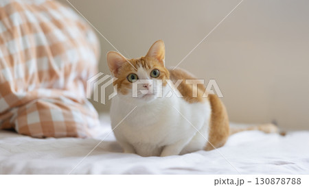 ginger cat sit on the bed and watching 130878788