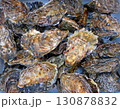 トロ箱に入った、冬の味覚　殻付き牡蠣の写真 130878832