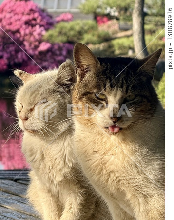 仲良く朝日を浴びる猫2匹 130878916