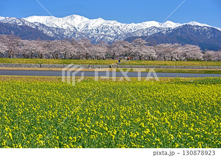 富山県朝日町 あさひ舟川 桜と菜の花と朝日岳 富山県朝日町 あさひ舟川 桜と菜の花と朝日岳 130878923