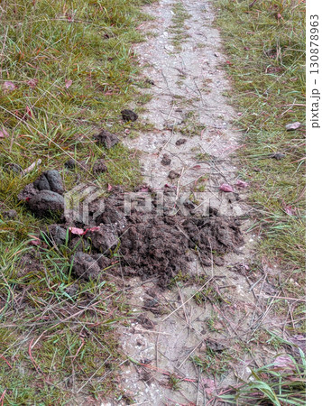 A pile of horse animal poop manure on a country path A pile of horse animal poop manure on a country path 130878963