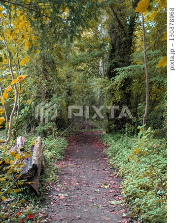 A gentle walk through British autumn woodland paths lots of trees and leaves A gentle walk through British autumn woodland paths lots of trees and leaves 130878968