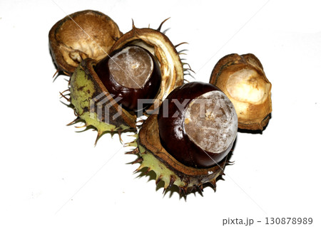 Close up of horse chestnut seed conkers on white background Close up of horse chestnut seed conkers on white background 130878989