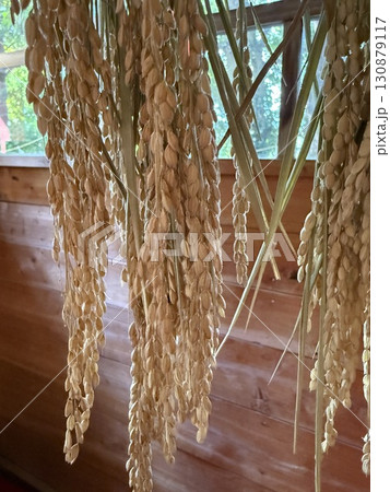 神社に奉納された刈り取った稲穂 130879117