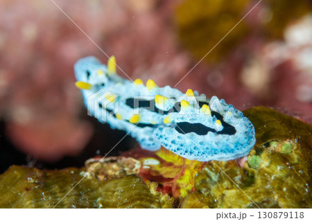 ウミウシ 130879118