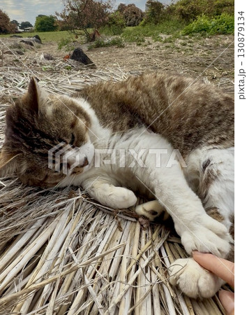 ノラ猫ちゃんと優しい握手 ノラ猫ちゃんと優しい握手 130879134