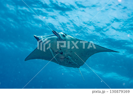 マンタ マンタ 130879169