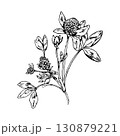 Black and white vector illustration of clover plant with blooming round flower heads and detailed leaves. Hand drawn botanical drawing of meadow herb used in traditional medicine 130879221