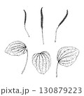 Black and white vector set of plantain Plantago major with leaves and flower spikes. Hand drawn botanical illustration of wild medicinal herb used in folk medicine, apothecary labels and herbal design 130879223