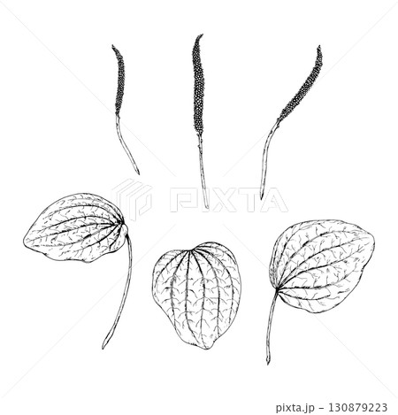 Black and white vector set of plantain Plantago major with leaves and flower spikes. Hand drawn botanical illustration of wild medicinal herb used in folk medicine, apothecary labels and herbal design Black and white vector set of plantain Plantago major with leaves and flower spikes. Hand drawn botanical illustration of wild medicinal herb used in folk medicine, apothecary labels and herbal design 130879223