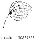 Black and white vector illustration of a single plantain leaf with distinct veins and natural shape. Hand drawn botanical drawing of wild medicinal herb used in natural remedies. 130879225