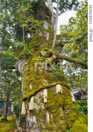 智恩寺　霊木　文樹（京都府宮津市） 130879295