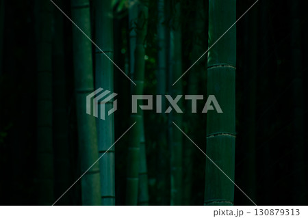 薄暗い竹林 130879313