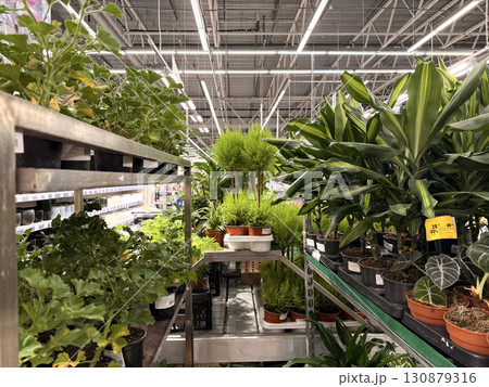 Sale of ornamental trees in a garden store. High quality photo Sale of ornamental trees in a garden store. High quality photo 130879316