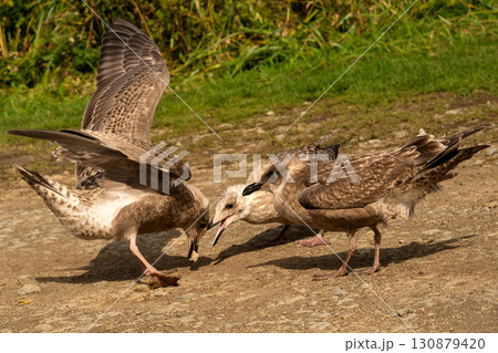 Group of juvenile seagulls interacting on rocky ground 130879420