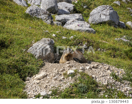 groundhog marmot outside hole nest in dolomites mountains 130879443