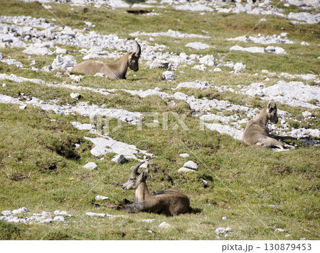 Family of Ibex steinbock on portrait dolomites mountain Family of Ibex steinbock on portrait dolomites mountain 130879453