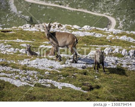Family of Ibex steinbock on portrait dolomites mountain Family of Ibex steinbock on portrait dolomites mountain 130879454