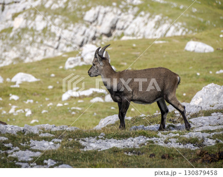 Ibex steinbock on portrait dolomites mountain Ibex steinbock on portrait dolomites mountain 130879458