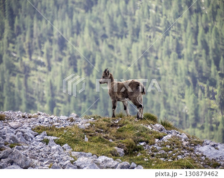 Baby newborn Ibex steinbock on portrait dolomites mountain 130879462