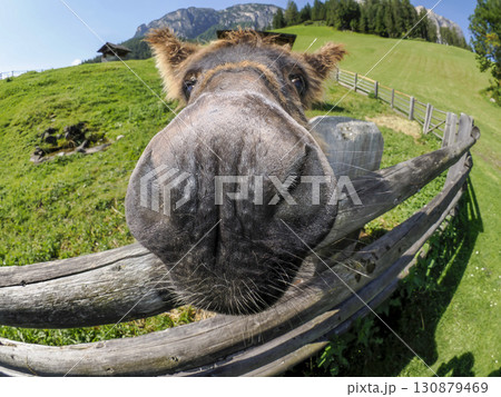 Funny donkey close up fisheye Funny donkey close up fisheye 130879469