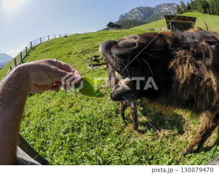 Funny donkey close up fisheye 130879470