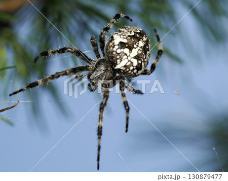 Araneus diadematus spider close up macro in dolomites 130879477