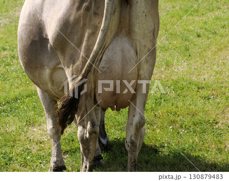 alpine cow detail in dolomites 130879483