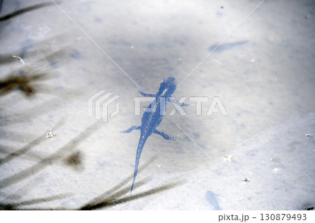 Ichthyosaura alpestris alpine salamander in dolomites 130879493