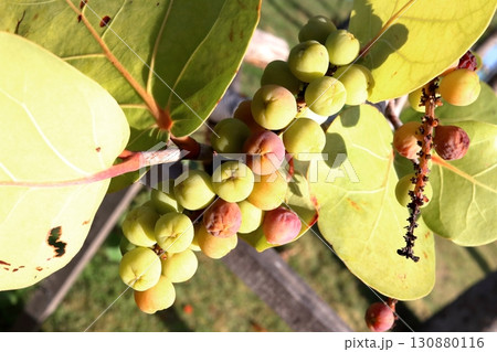 Close up sea grape fruits on branch daylight. 130880116