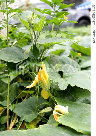 Young pumpkin flower blooming surrounding leaves. Young pumpkin flower blooming surrounding leaves. 130880119