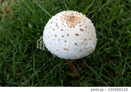 Close up a False parasol on green grass. 130880120