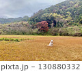 草紅葉の大草原にぽつんとおすわりする大型犬 130880332