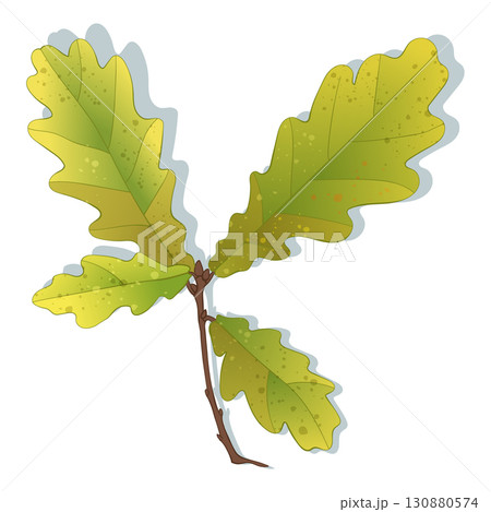 Hand-drawn green-yellow colored autumn oak leaves brunch isolated on white background. Flat and line style vector illustration. Hand-drawn green-yellow colored autumn oak leaves brunch isolated on white background. Flat and line style vector illustration. 130880574