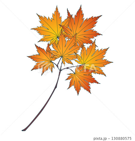 Hand-drawn red-yellow colored golden autumn maple leaves branch isolated on white background. Flat and line style vector illustration.  130880575