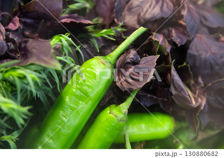 Juicy greens, fresh dill, parsley and basil in a farmer's shop, close-up. Vegetables and greens are in the refrigerator 130880682