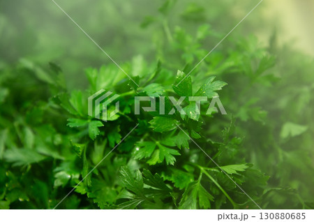 Fresh, juicy greens, dill, parsley on the store counter Fresh, juicy greens, dill, parsley on the store counter 130880685